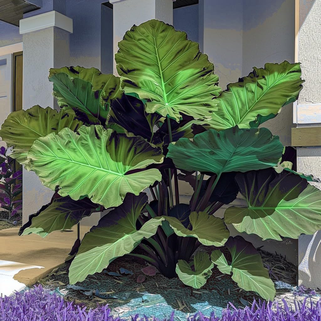 Elephant Ear Bulbs Mix for Planting/Greening Flower Now UK/Natural Organic/Strong Plants That Grow Well/Good for Containers/Cut Flowers/Wedding Flowers.-5bulbs-greenF