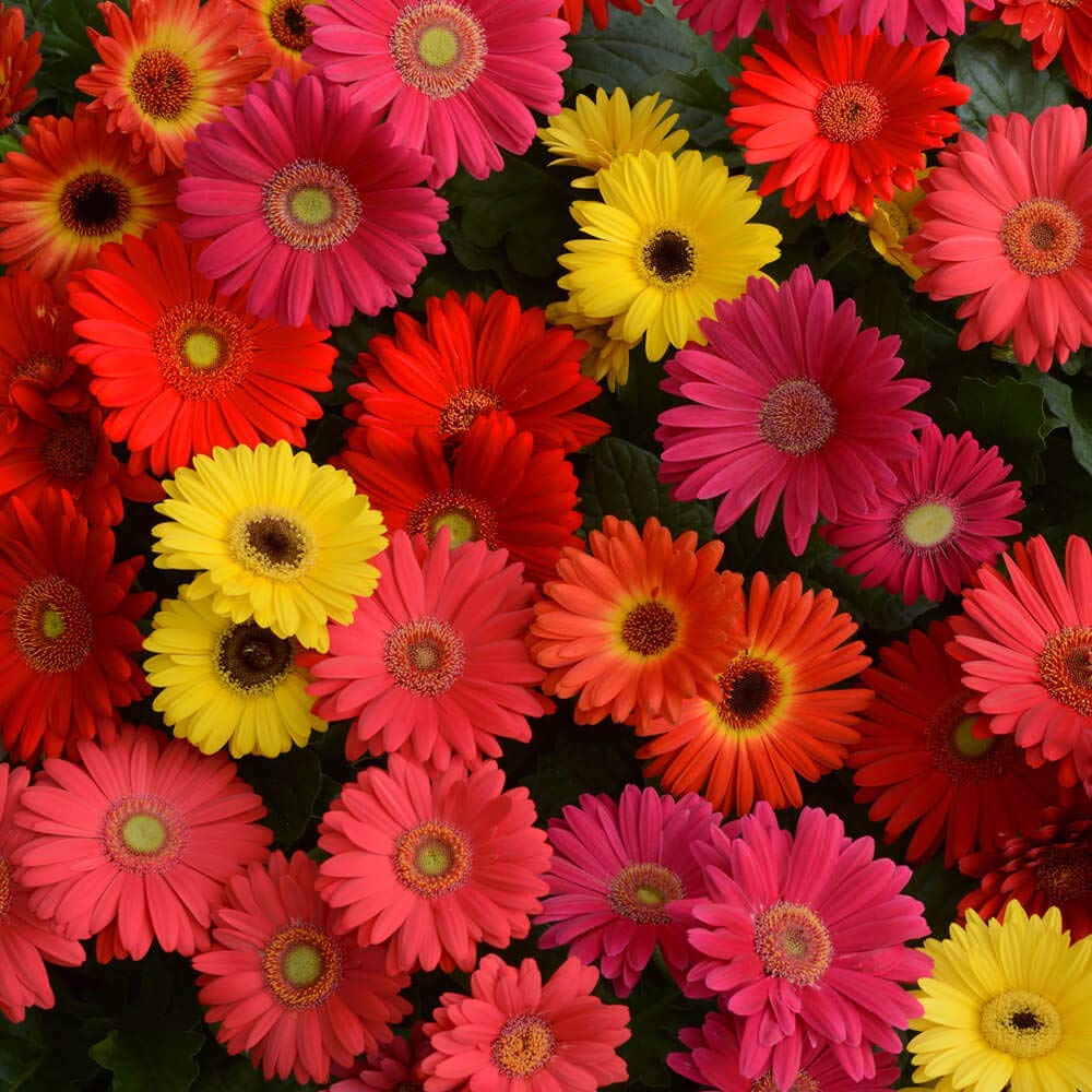Livox Flower Seeds : Mixed Colors Chrysanthemum Flower Seeds for Gardening Home Garden Seeds (25 per packet) (B093C9GT8Y) Amazon Price History, Amazon Price Tracker