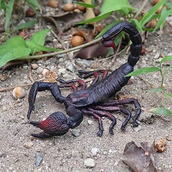 Amazon.co.jp: ? ? サソリ フィギュア リアル 動物 ZOO 約22g
