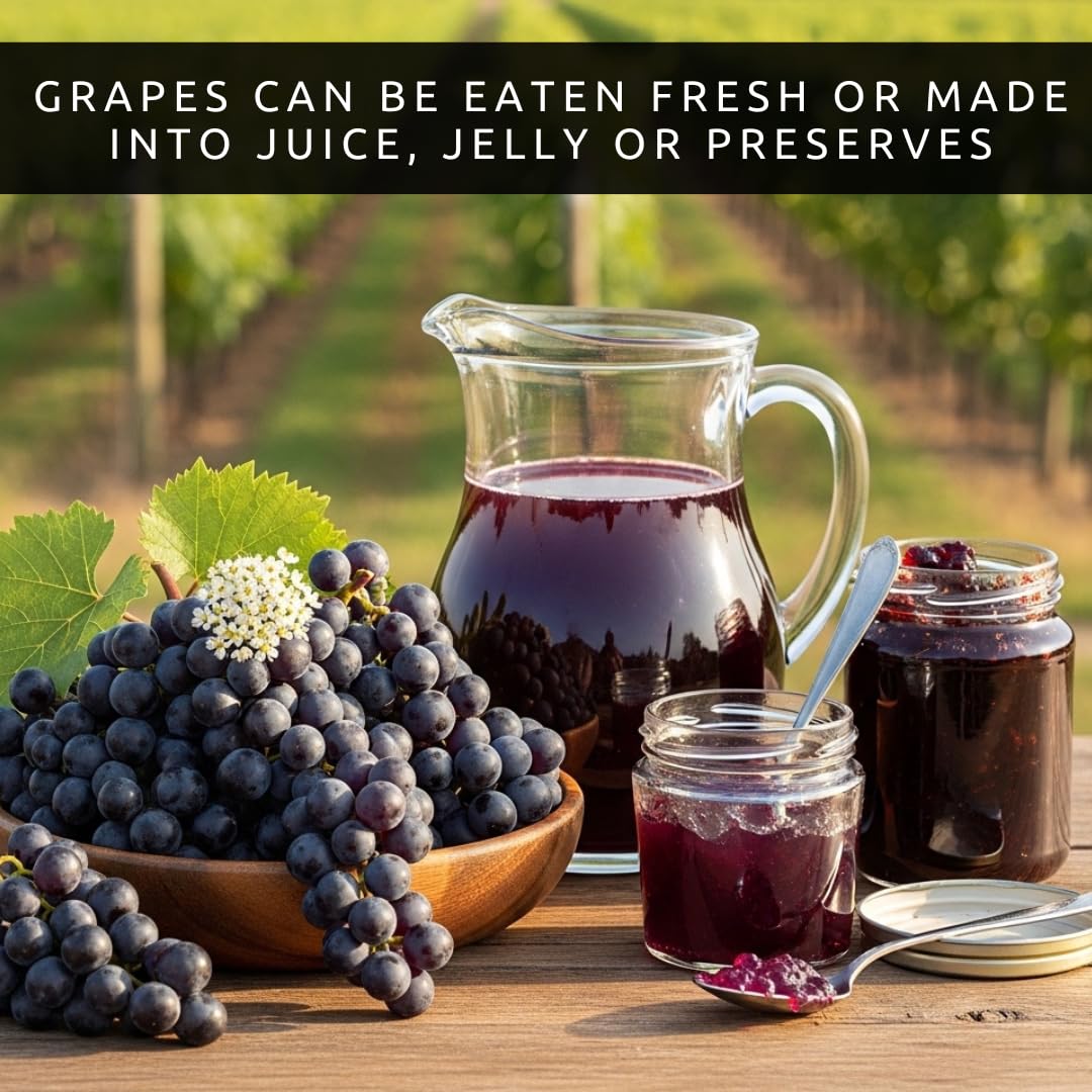 Amazon.com : Concord Grape Vine Plant – Live 1 Year Seedling