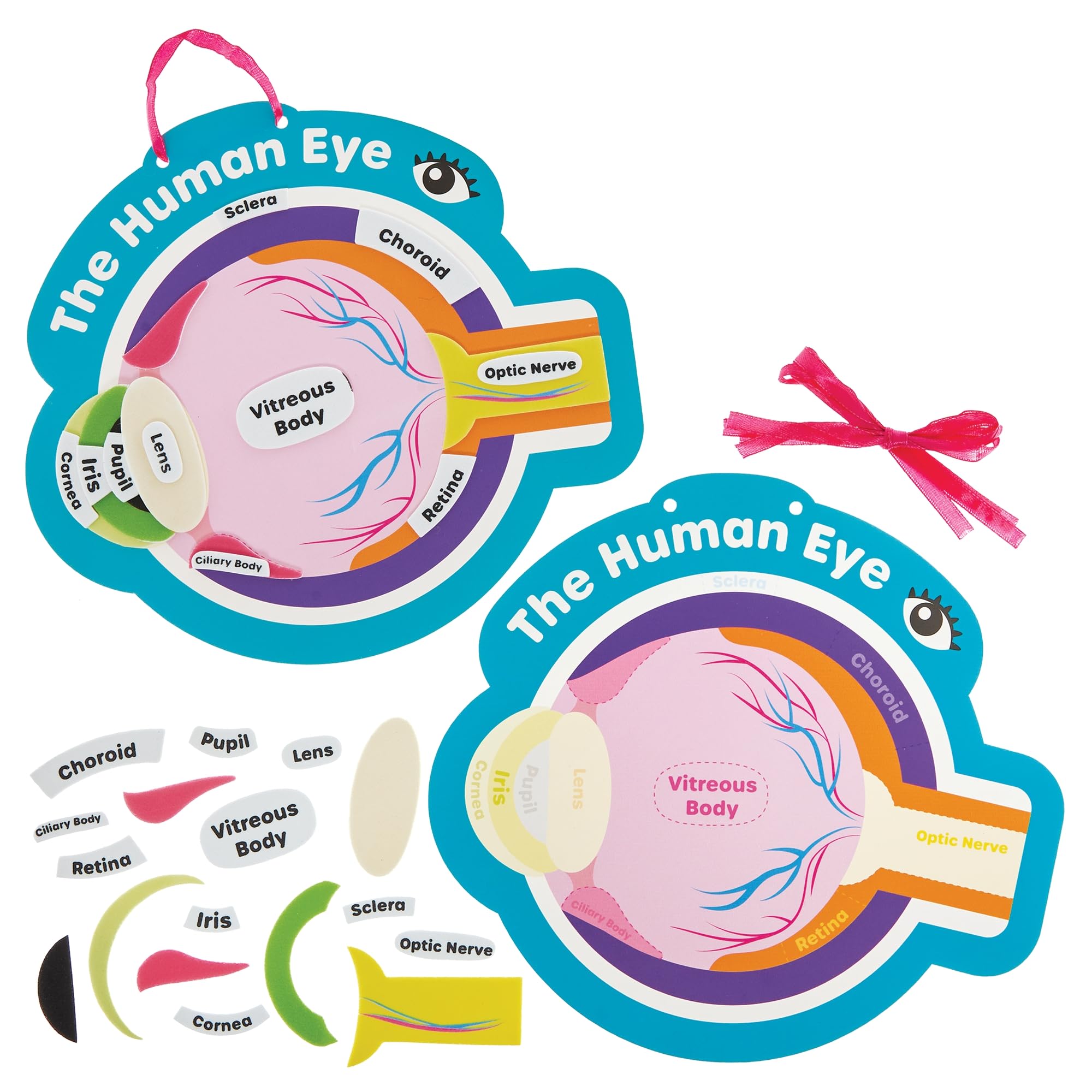 Baker Ross FN447 Human Eye Kits - Pack of 4, STEM, Science, Health and Learning Aids for Kids and Schools