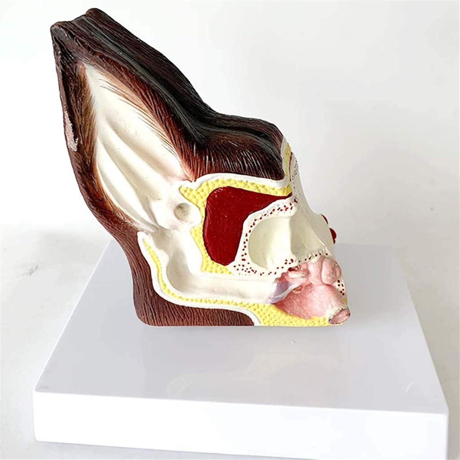Canine Dog Ear Anatomical Model Dog Ear Structure Anatomy Animal Health Care Veterinary Equipment Teaching Model