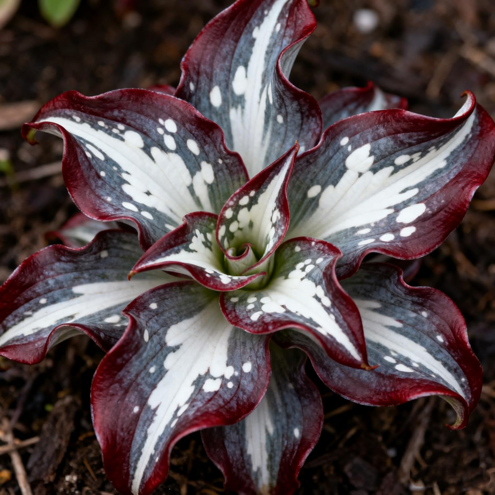 Hosta Bulbs for Planting Now UK Perennial Ornamental Good for Containers Easy Grow UK Garden Ready Plants for Borders/Excellent Display Hardy Perennials,-15 Bulbs-A