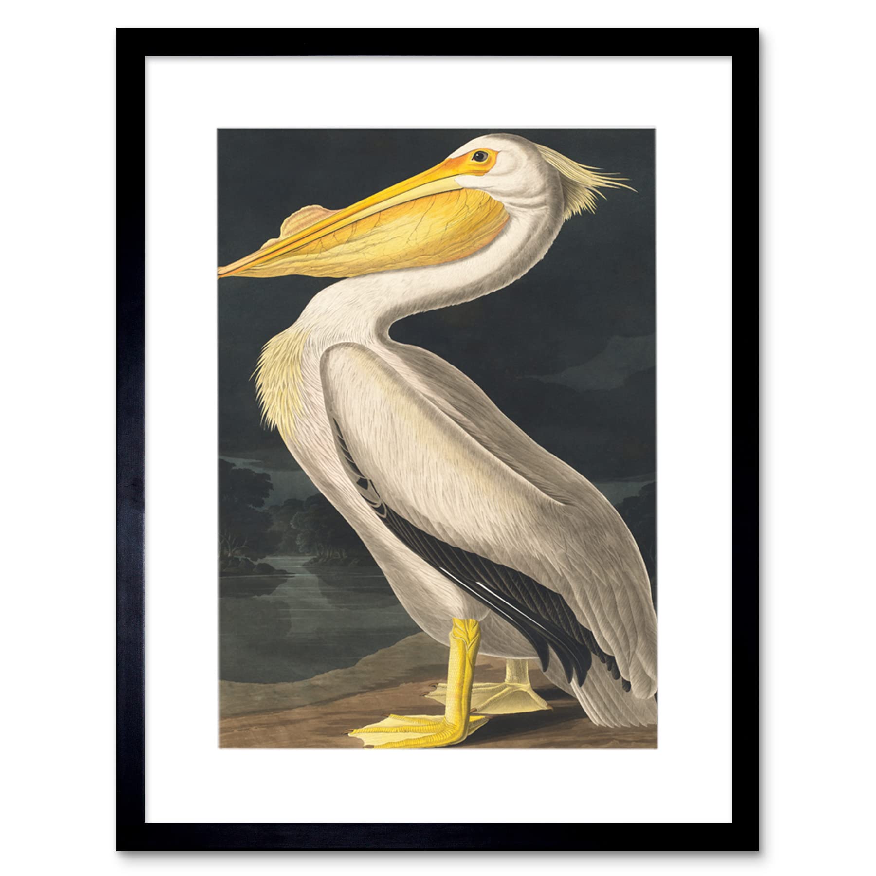 Wee Blue Coo John James Audubon Style Pelican Bird Vintage Detailed Illustration Artwork Framed Wall Art Print 12X16 Inch