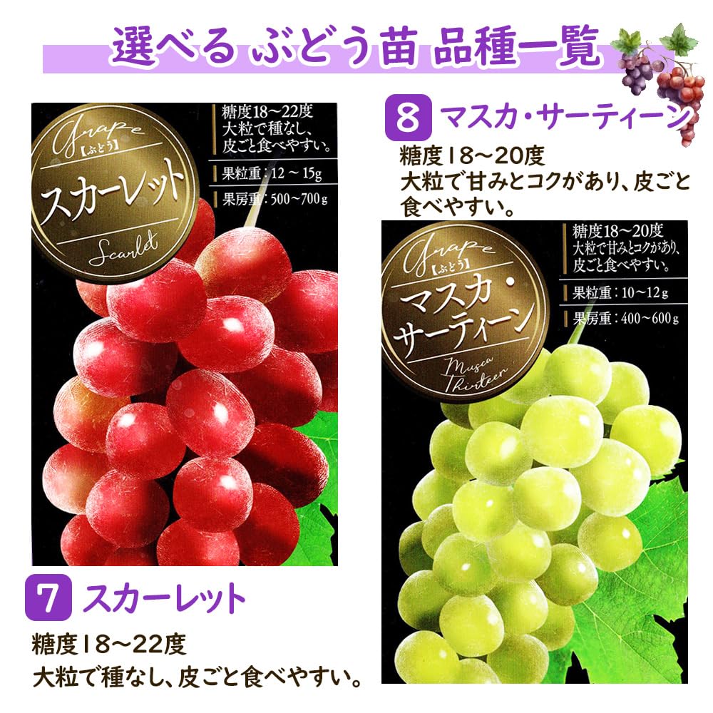Amazon.co.jp: ぶどう 苗 苗木 挿木苗 【 マスカ・サーティーン 】＋