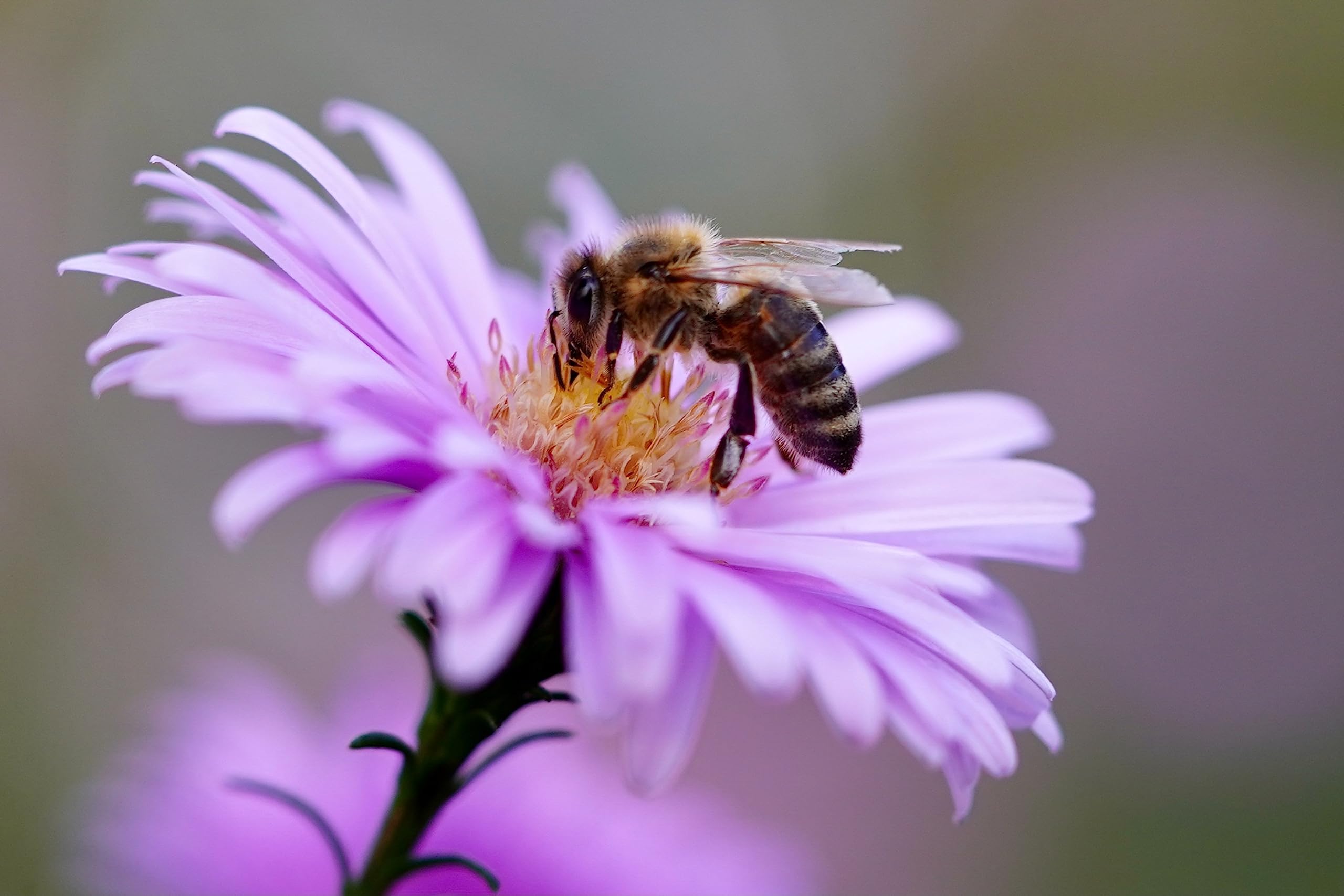 Estambres Amarillos de Abejas - Rompecabezas de Madera de 7000 Piezas - Juguete para Adultos, Juego de Rompecabezas Casual (14 años+)