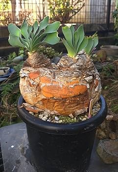 Amazon｜希少 3頭 ブーファン ハエマンソイデス 塊根植物｜観葉