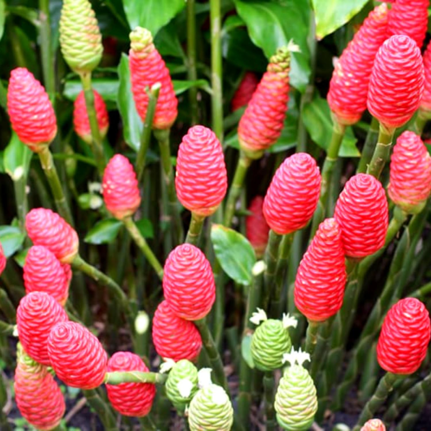 Zingiber Zerumbet Shampoo Ginger Rhizomes for Planting, 5