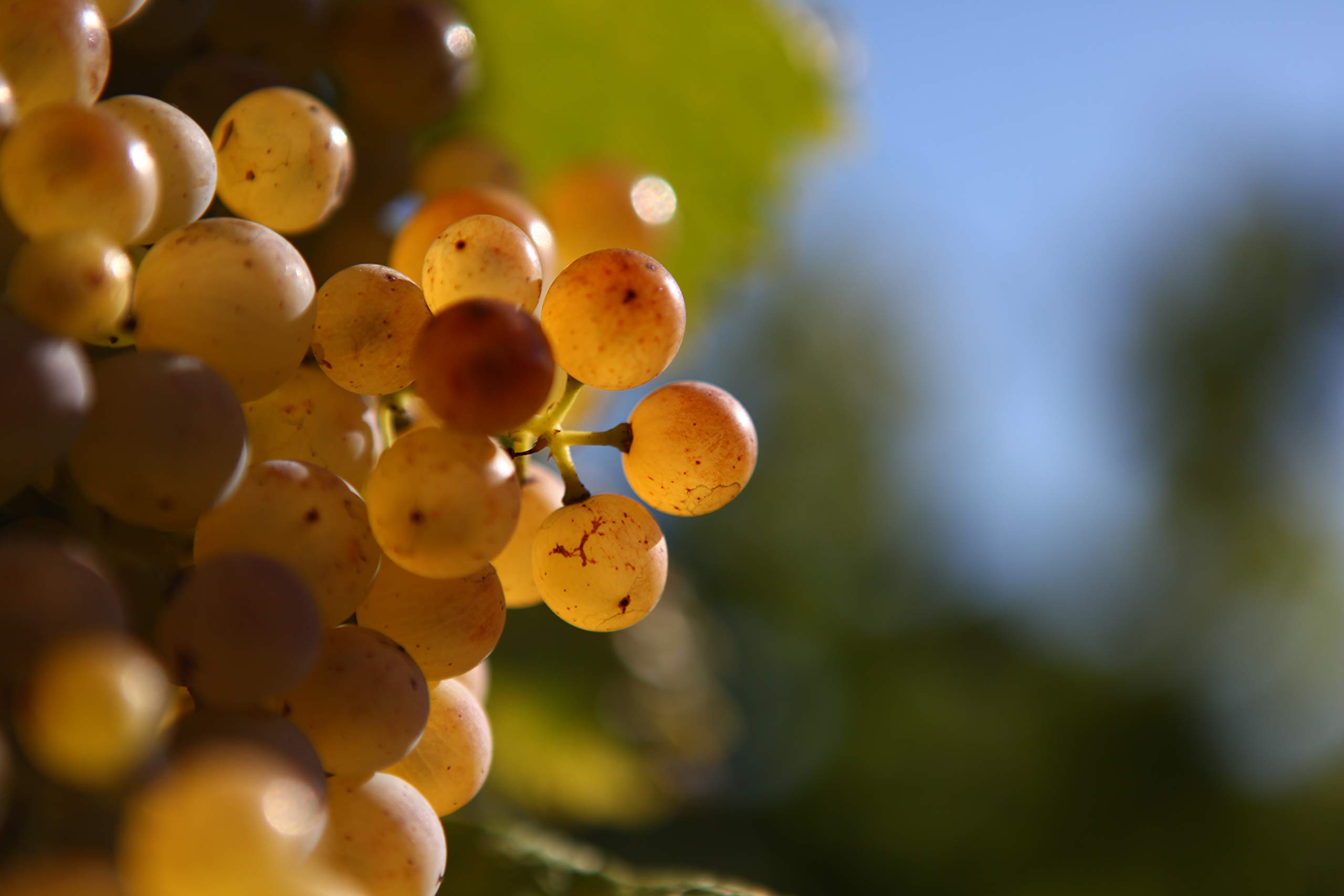 Pineau des Charentes Maison Beaumont – Weiß