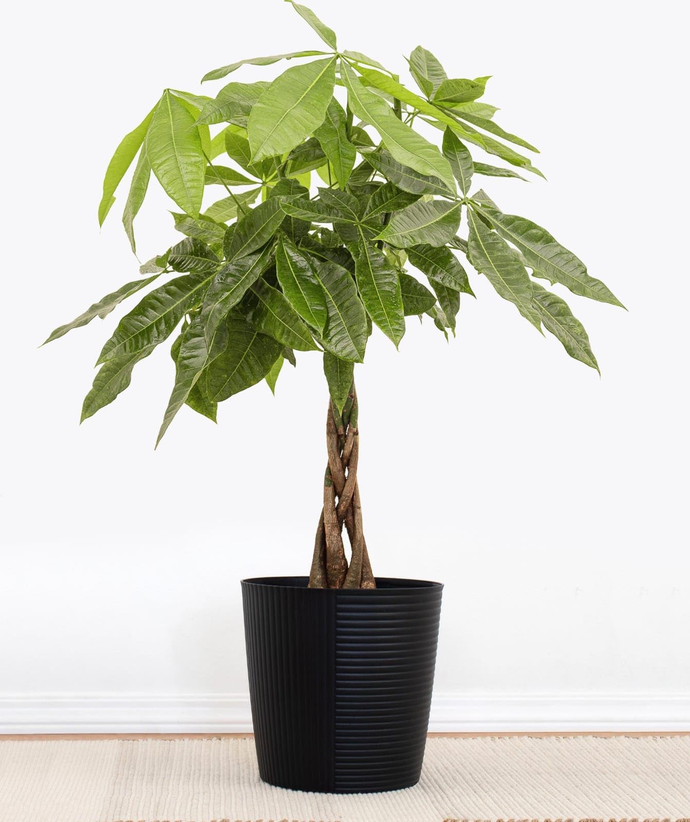 Money Tree (Pachira Aquatica) | Braided Trunk Indoor Live Plant for Good Luck & Prosperity | Feng Shui Positive Energy Home & Office Decor (Pack of 1 Live Plant With Pot)-image-41