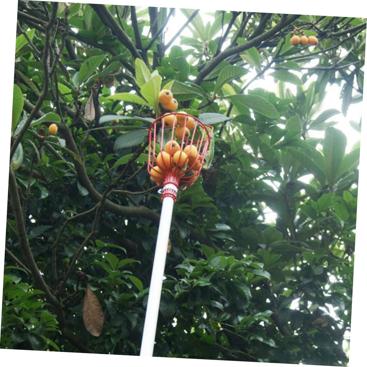 2pezzi Raccoglitore Di Frutta Attrezzo Agricolo Per Giardinaggio Dispositivo Di Raccolta Multifunzionale Realizzato in Materiale Robusto e Durevole Adatto a Vari Tipi Di Frutta Com