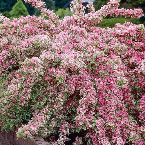 Weigela 'Variegata' - Arbusto elegante variegato con fiori rosa - Ideale per bordure miste