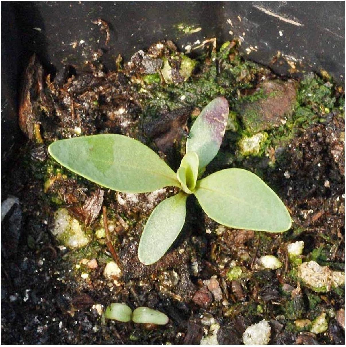 Everwilde Farms - 1/4 Lb Large-Flowered Beardtongue Native Wildflower Seeds - Gold Vault