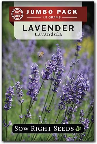 Sow Right Seeds - Semillas de lavanda a granel para plantar - 0.05 onzas, 1500 semillas - Paquete jumbo de reliquia sin OMG con instrucciones para