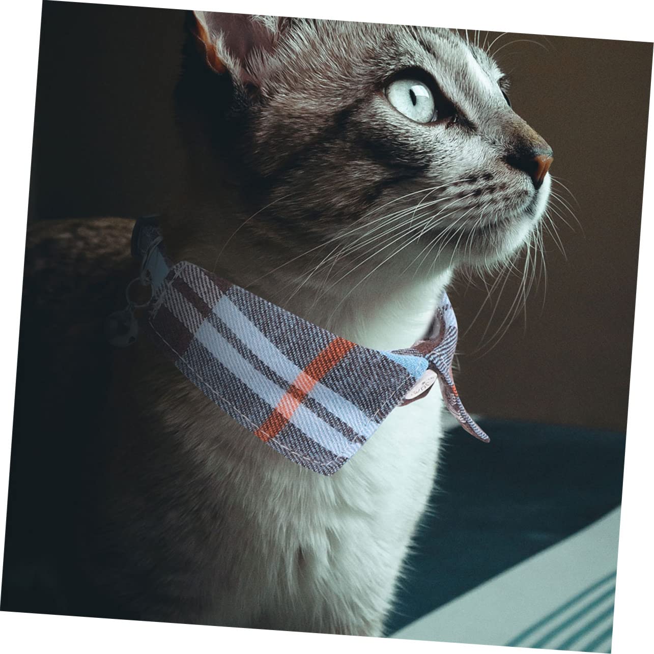 Toddmomy 8pièces Collier pour Chat avec Clochette Et Nœud Décoratif Réglable Et Sécurisé Motif à Carreaux pour Fêtes Photos