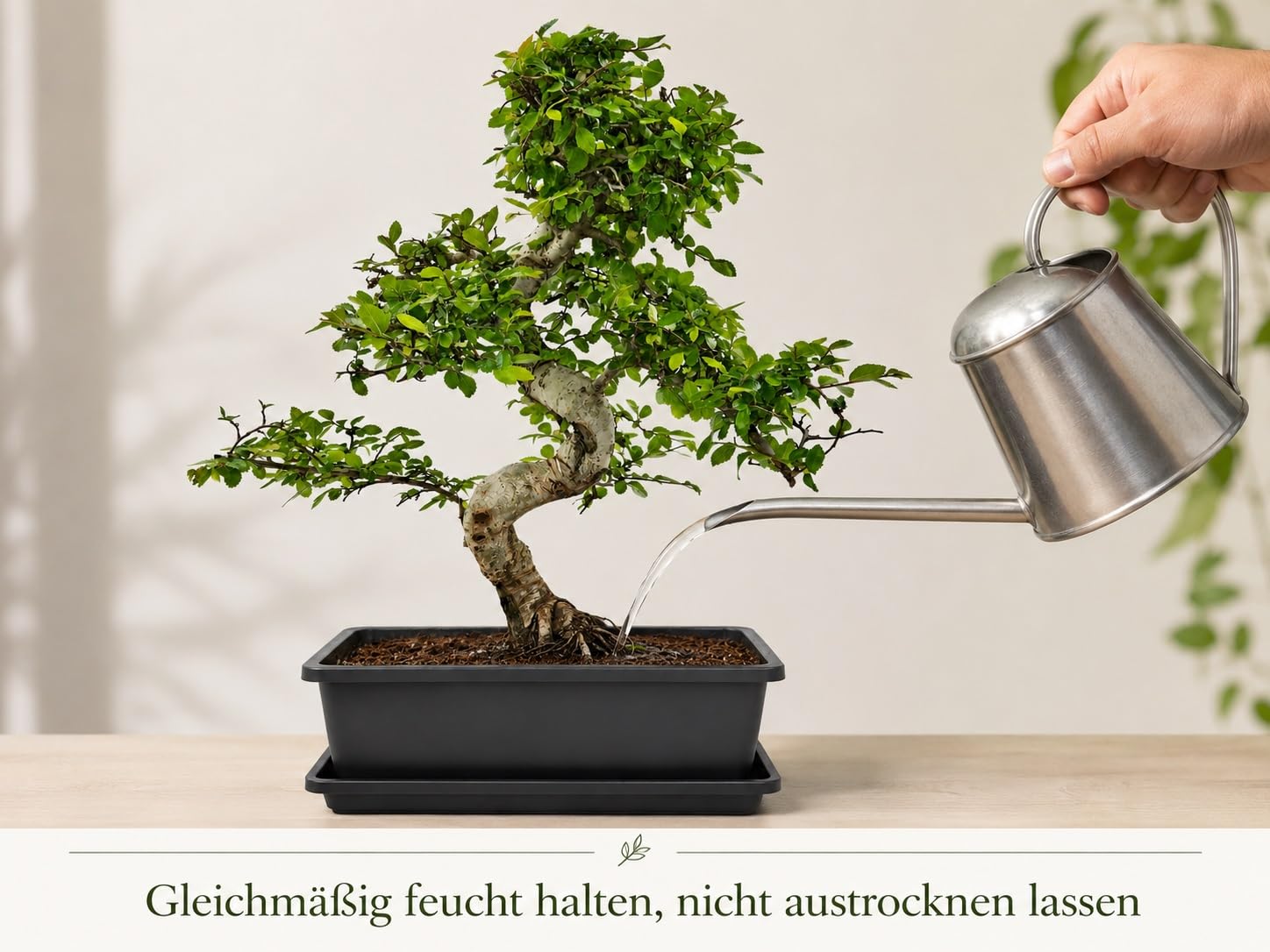 Chinesische Ulme Starterset 4-tlg. mit Schere & Pflegebuch | Zimmerbonsai, pflegeleichte Ulme, ideal für Anfänger, mit Untersetzer, 4-teiliges Komplettset für Zuhause