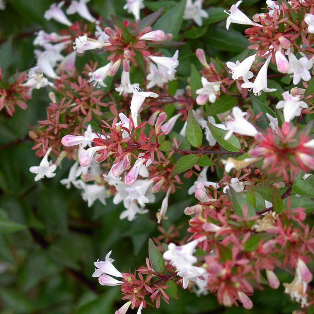 Abelia x grandiflora 'Francis Mason' Potted Plants Glossy Abelia Hardy Shrubs Flowering Garden Plants Easy to Grow Your Own 1 x 3 Litre Pot by Thompson and Morgan