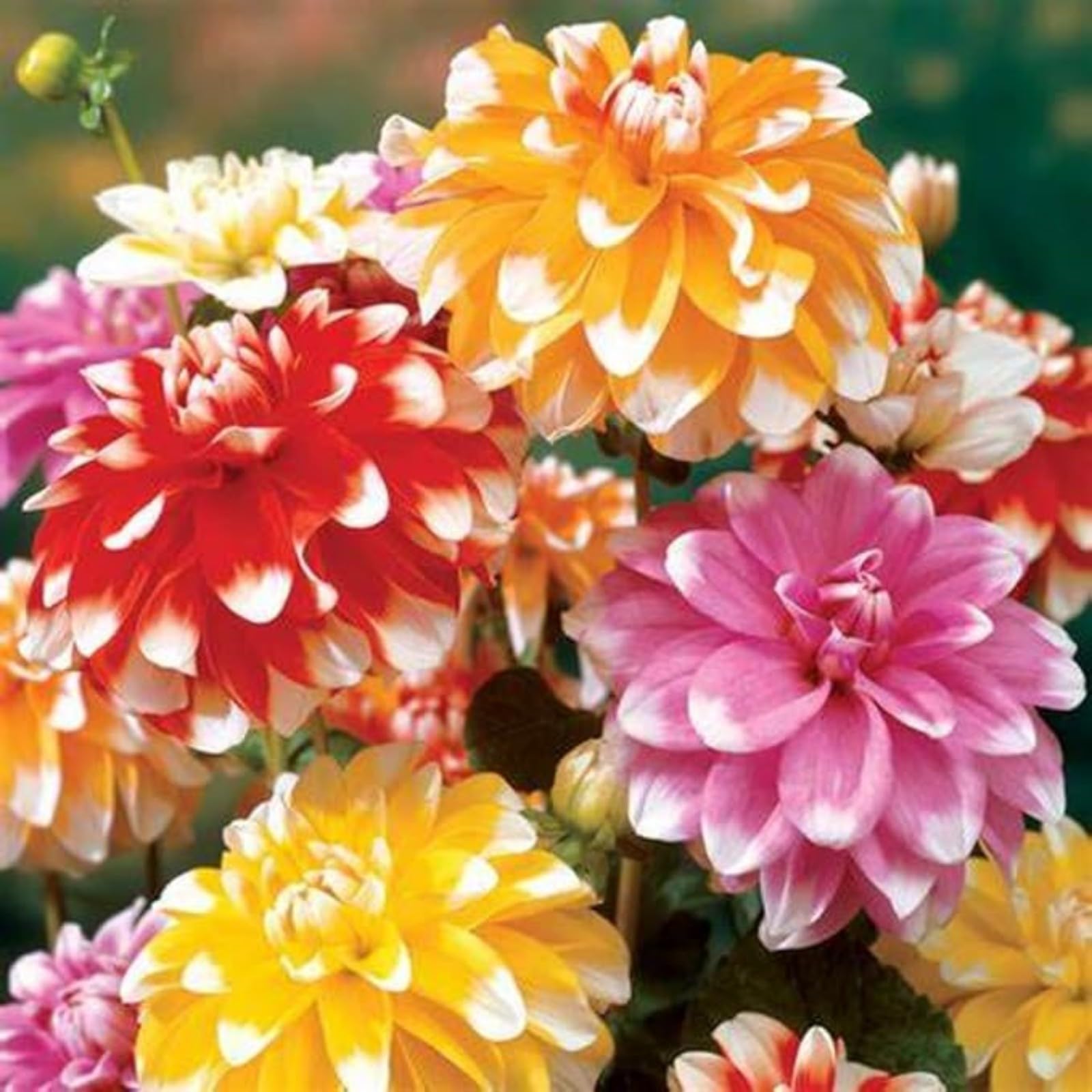 Dahlia for Planting Now UK Ornamental Perennial Excellent Display Plant Bulbs Greening Flower Good for Containers/Natural Organic Easy Plant -8bulbs-B
