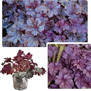 Heuchera Coral Bells Deep Purple foliage