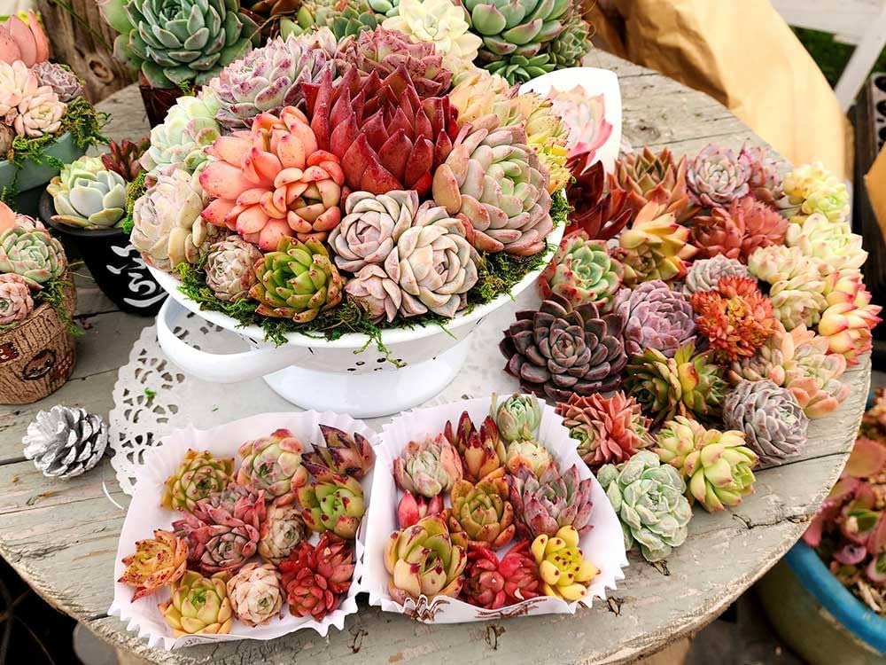 Amazon.co.jp: 【amazonオープン記念セール開催中！】コランダー