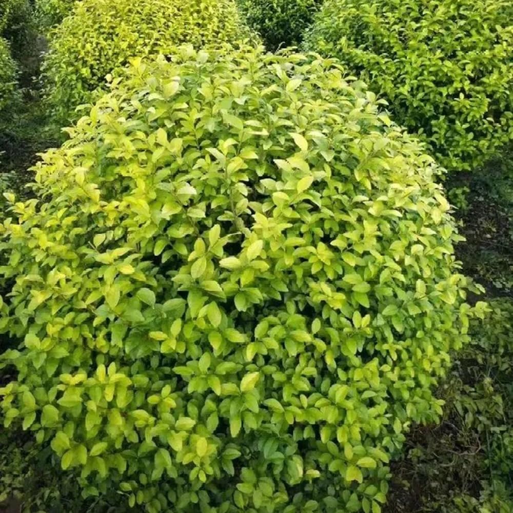 Semillas de seto de aligustre, resistentes al aire libre Ligustro lucidum - jardín de variedades antiguas de exterior 150pcs