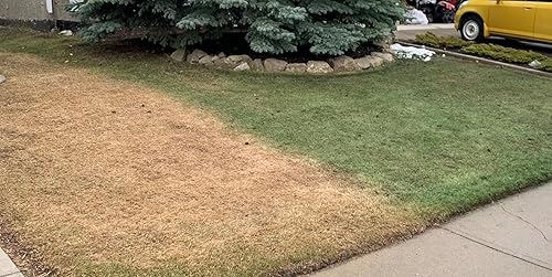 Pintura concentrada de césped verde, 128 onzas (galón) para césped seco, parchado o inactivo, cubre hasta 4,000 pies cuadrados, colorante natural,