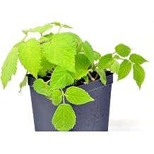 Aralia cordata Sun King, Golden Japanese Spikenard, plant, Cnt Sz 4.5"