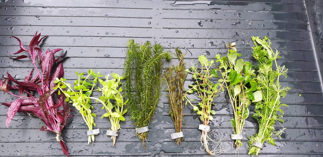 Desconocido Plantas de Acuario, gambario. Lote 8 Plantas