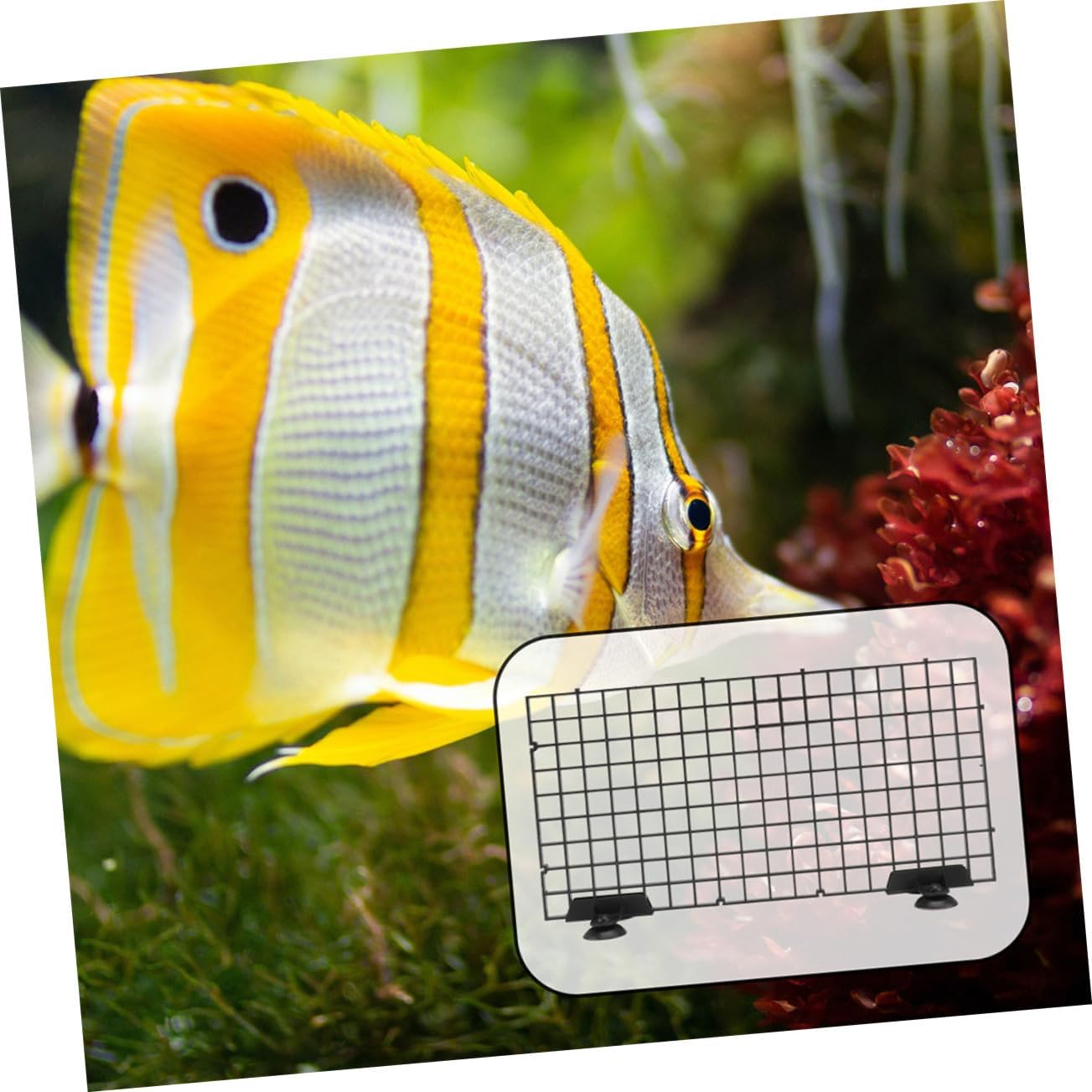 BESPORTBLE 1 Set Fish Tank Divider Plastic Grid Separator Aquarium Isolation Plate for Compartmentalizing Fish Tanks Easy Installation Versatile Aquarium Partition Board