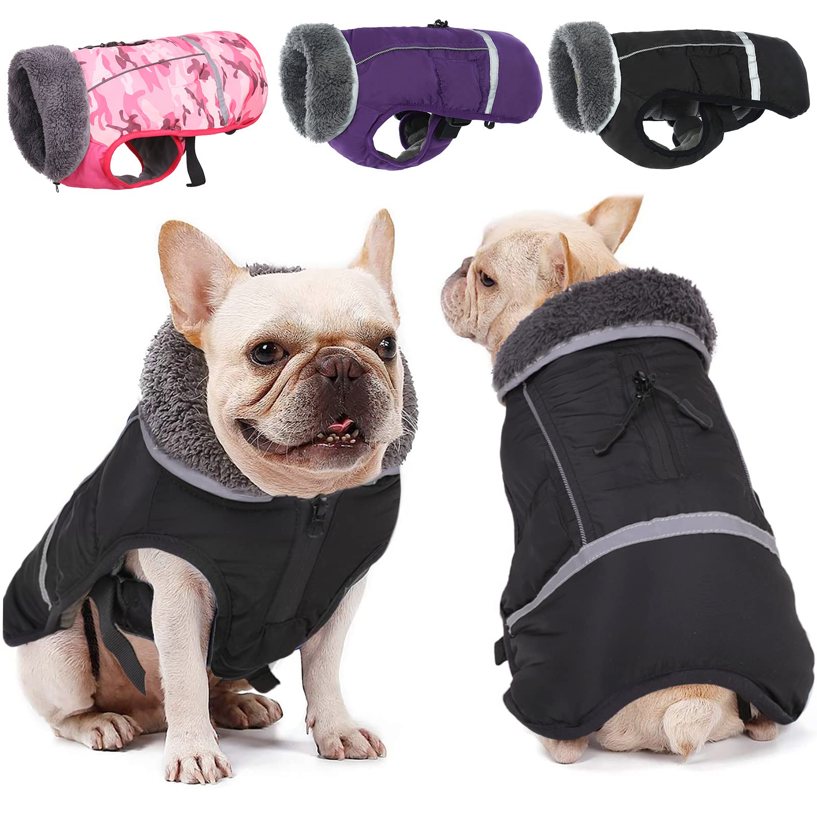 Should Your Dog Wear A Coat In Winter