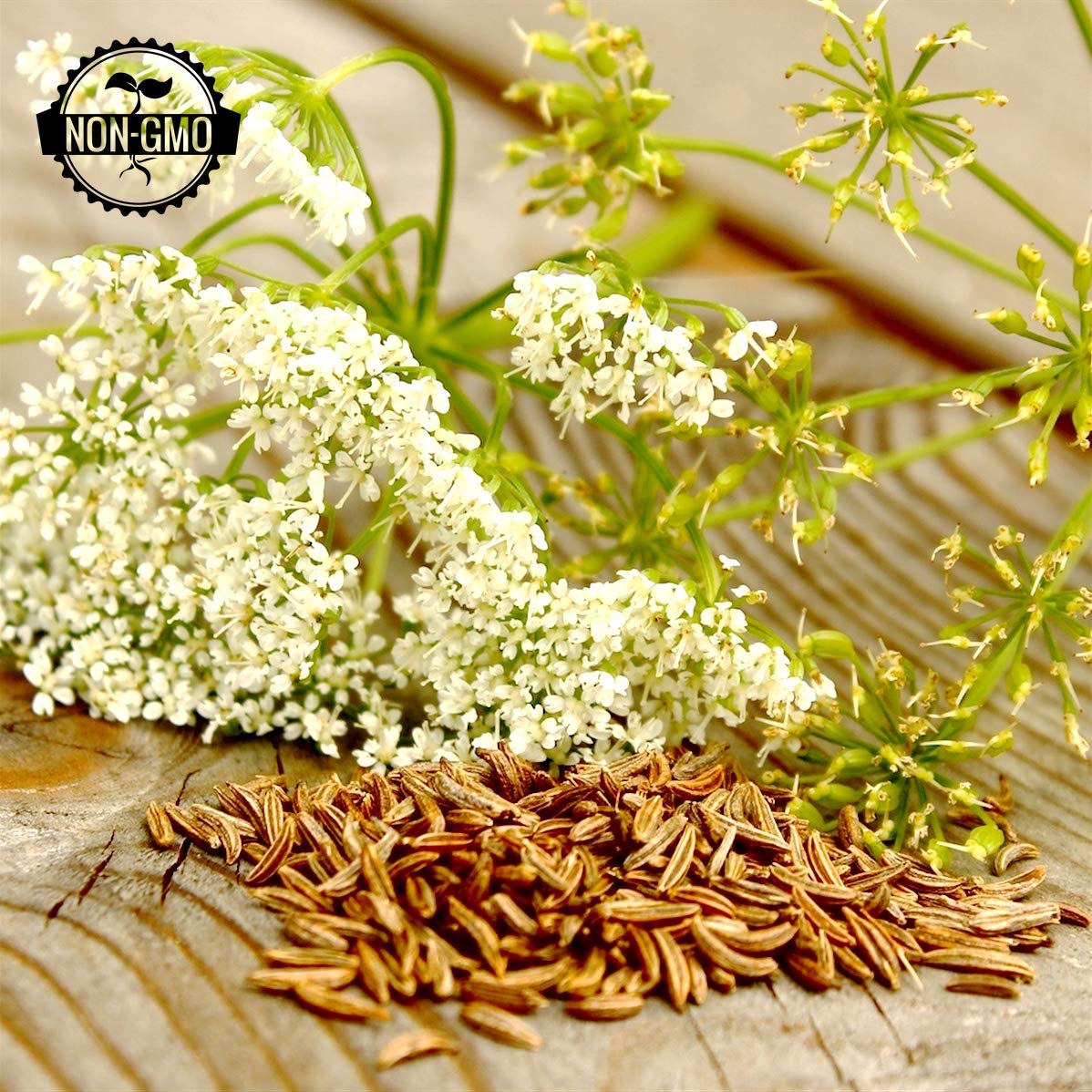 Amazon.com: Gaea's Blessing Seeds - Caraway Seeds for Planting - Non-GMO  Open-Pollinated Heirloom 93% Germination Rate : Grocery & Gourmet Food