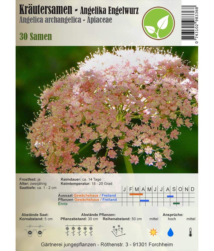 Herb Seeds - Garden Angelica/Angelica archangelica L. 30 Seeds