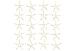 Jangostor 20 Pcs Natural Starfish for Crafts