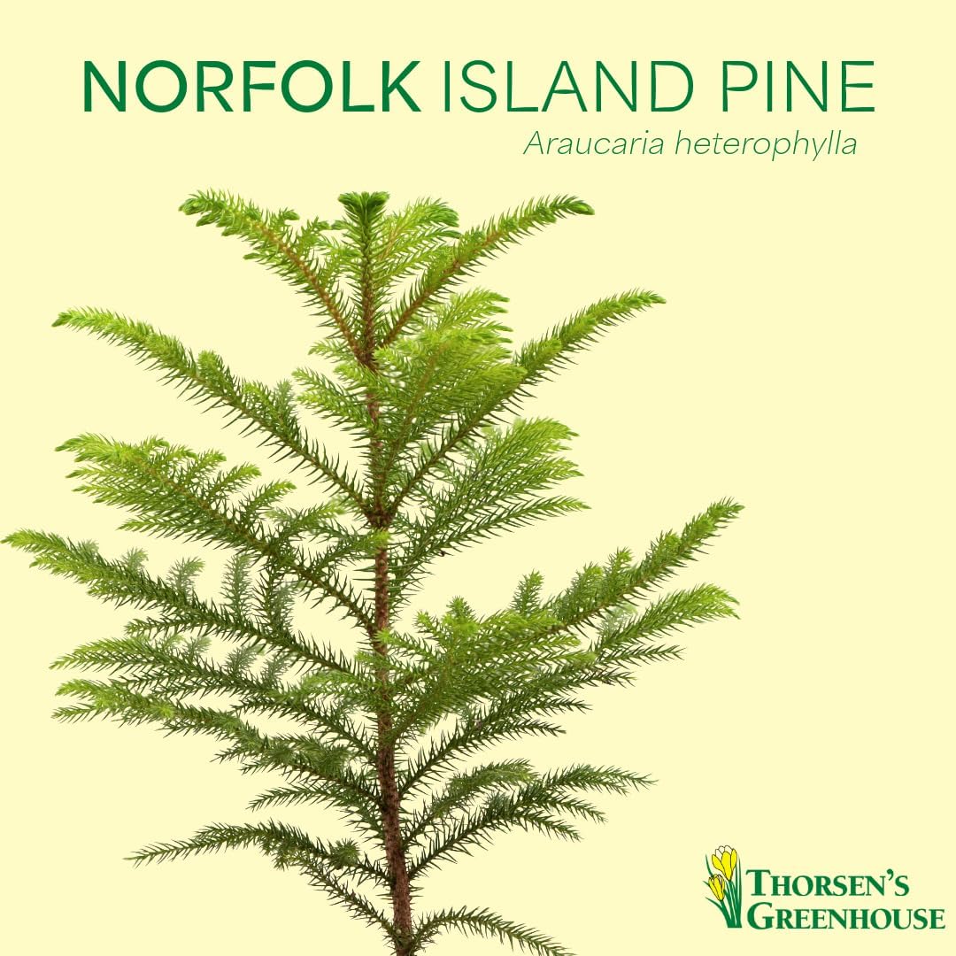 Thorsen's Greenhouse Live Norfolk Island Pine Plant, Christmas Greenery Gift or Decor, Air Purifying Premium Indoor Houseplant, Mature 4" Diameter Pot (Nursery Pot, 6-inch Pot)