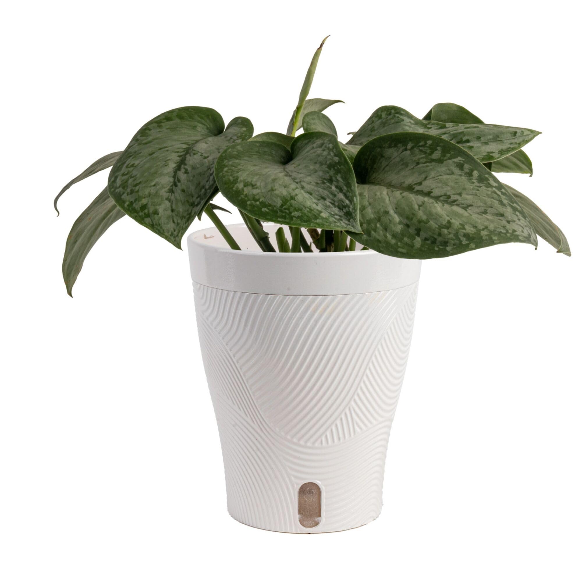 Amazon.com : Costa Farms Scindapsus Mount Salak Live Plant in Self