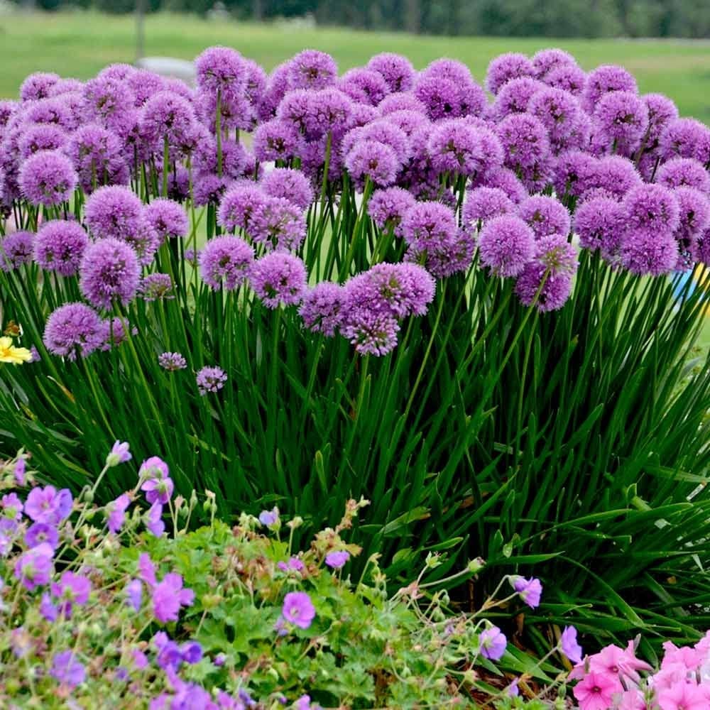 Stauden Gänge 5 x Allium 'Millenium' Zierlauch winterhart | Zierlauch 'Millenium' – winterharte Staude & Bienenweide mit Blütenkugeln, mehrjährig, 1 L Topf (11x11 cm)