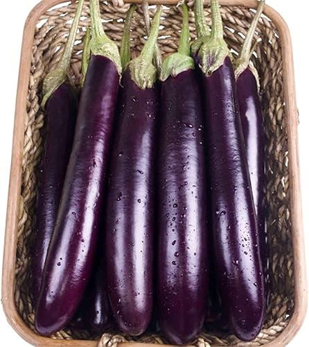 Miniatura 3 de 100 semillas largas de berenjena morada, sin OMG, semillas de jardín frescas, productivas de rápido crecimiento, semillas de berenjenas Pingtung -