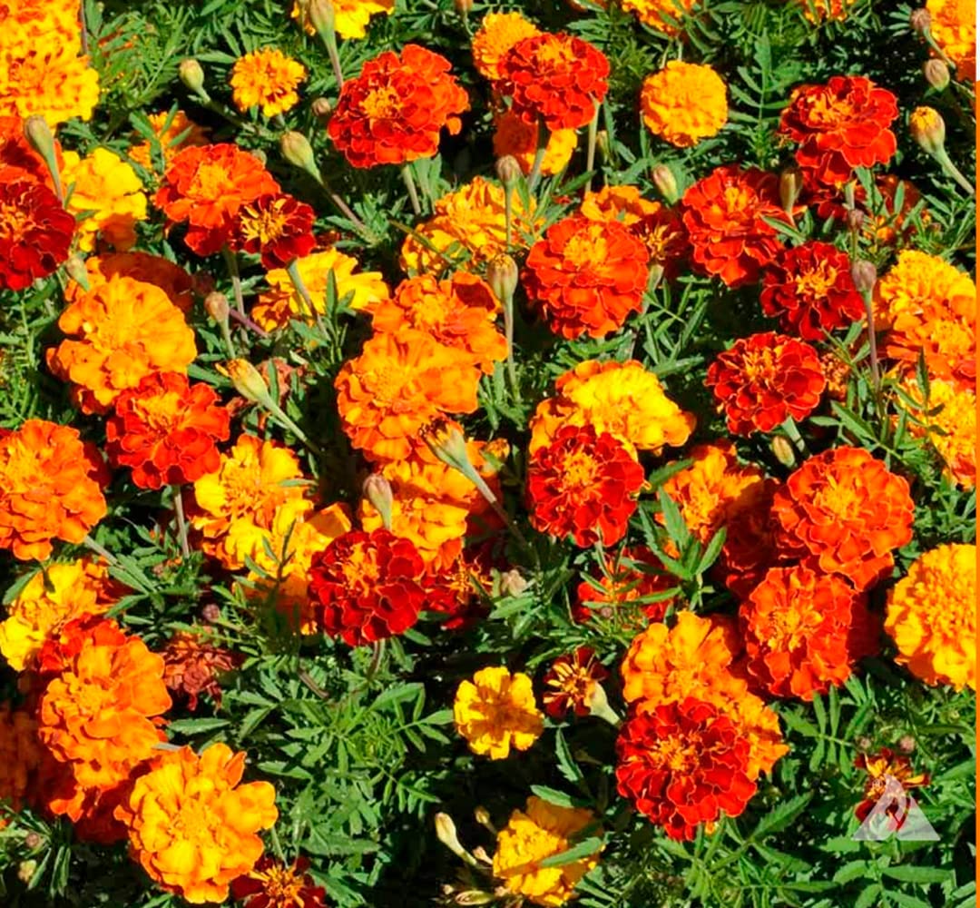 Kraft Seeds by 10CLUB French Marigold Flower Seeds (1 Packet, Mix 1500 seeds) | Flowering Seeds for Home Gardening | Natural and Real Planting Seeds for Indoor Home Decor (B09WXXYVCM) Amazon Price History, Amazon Price Tracker