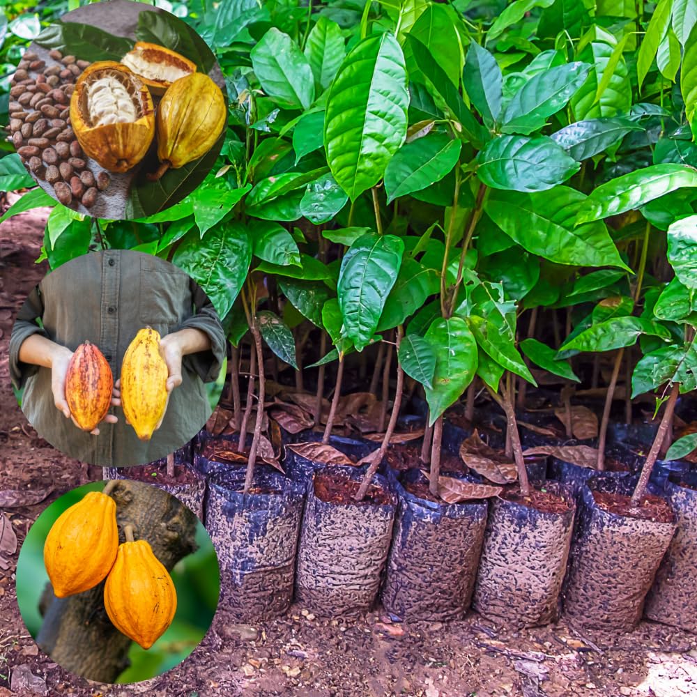 Amazon.com : 6 Months Old Theobroma Cacao Tree Plant Live, High Yield Cocoa  Chocolate Trees Live Plants 8" Tall in Half Gallon Pot, Outdoor Indoor  Growing, No CA : Patio, Lawn & Garden