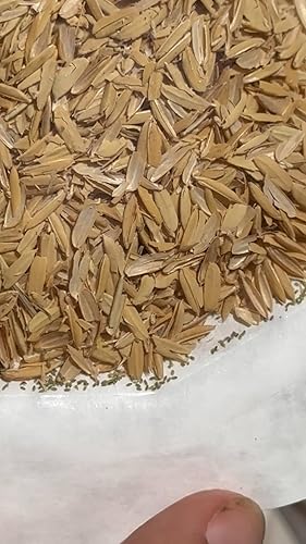 Miniatura 4 de Huevos verdes de crisopa: 10,000 huevos vivos empaquetados en cáscaras de arroz