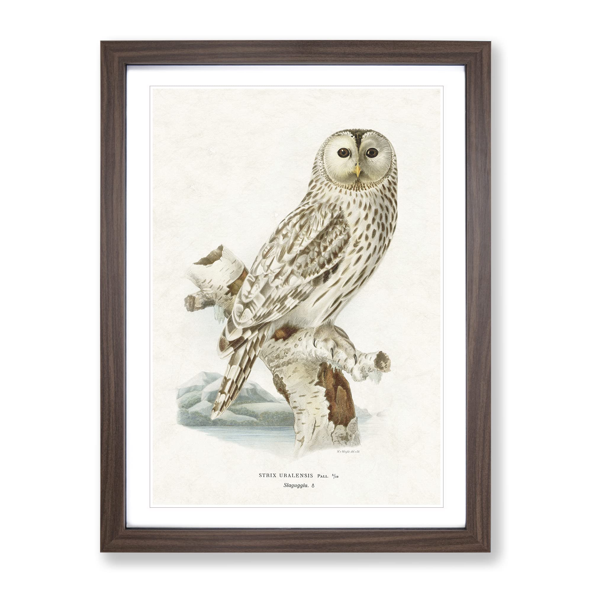 Ural Owl By Von Wright Vintage Framed Wall Art Print, Ready to Hang Picture for Living Room Bedroom Home Office Décor