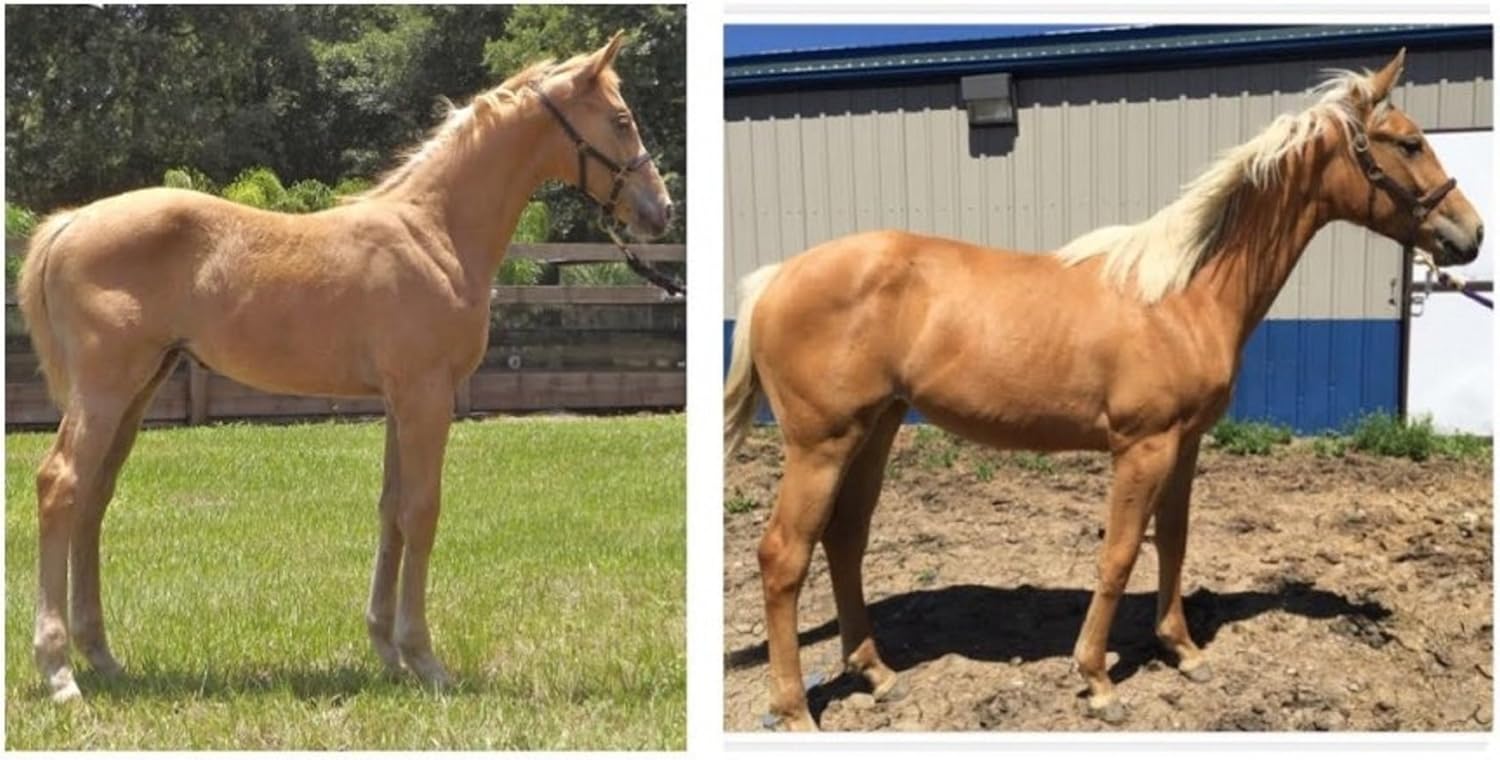 GOLD-AS-SUN Horse Coat Enhancing Supplement for Palominos and Buckskins 7 Pound : Pet Supplies