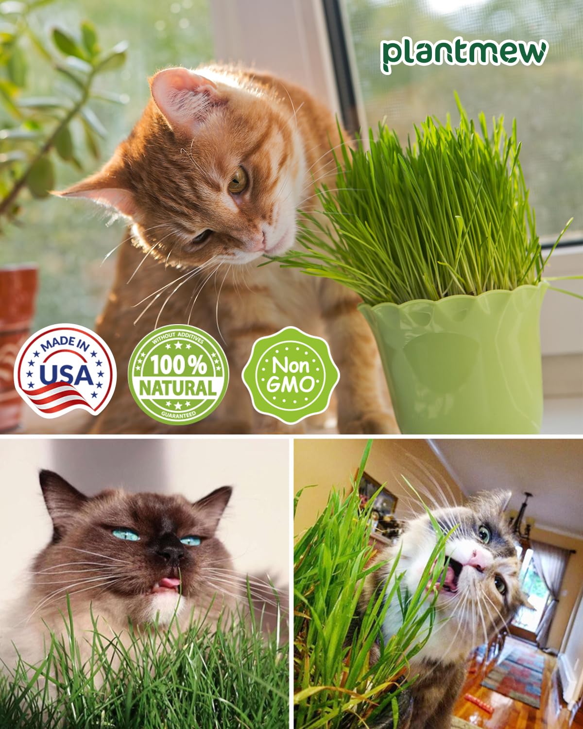 WORKERS & TCB/ Football T 色Cat Graas Cat Grass Growing Kit for Indoor CatsF : Amazon.co.uk: Pet Supplies