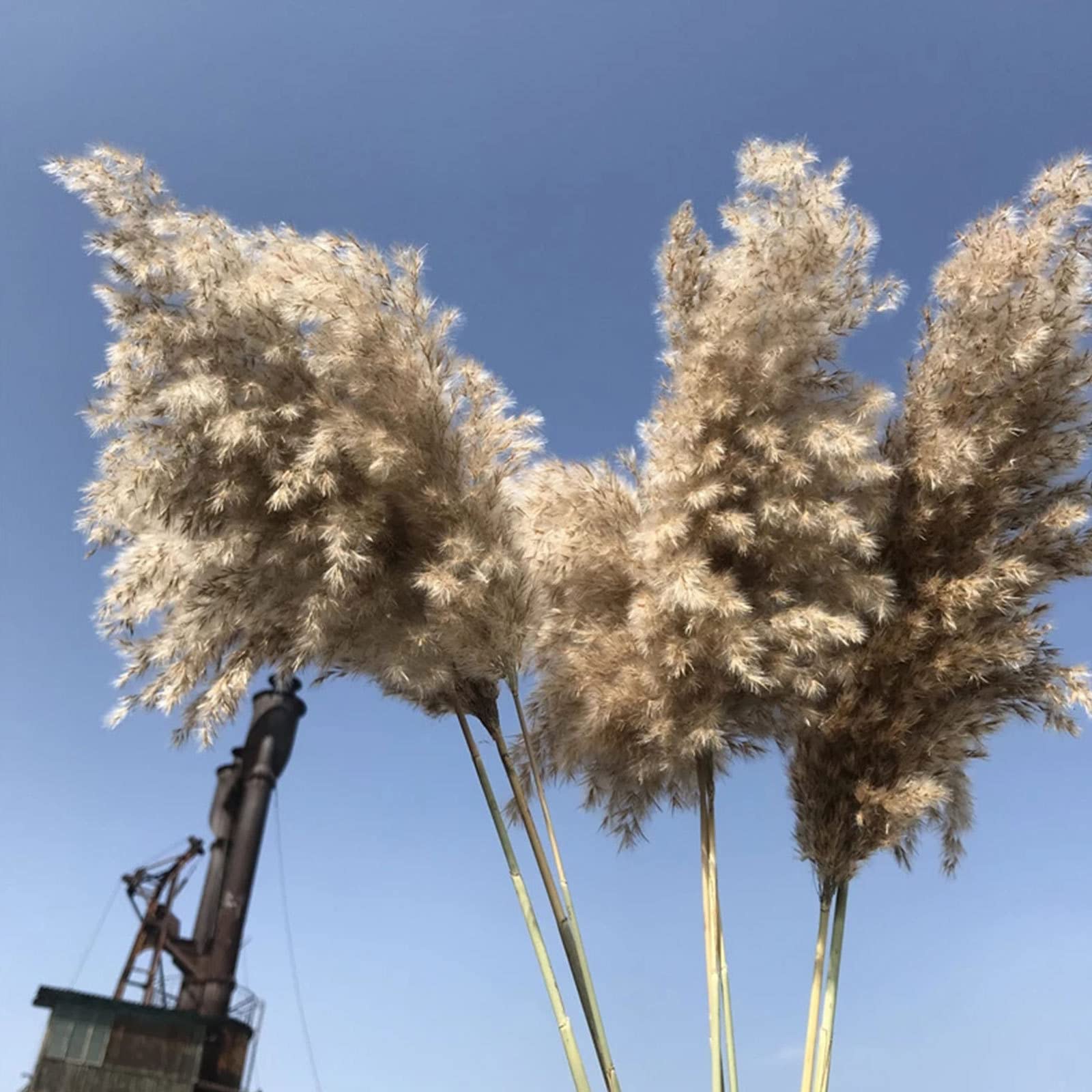 Herbe de Pampa séchée Naturelle Grande, 23 Pouces de Hauteur Wild Pampas Grass Fluffy Pompas Floral, Utilisé pour Le Mariage et la décoration de la Maison Boho Fleurs séchées,Brown-30Stems