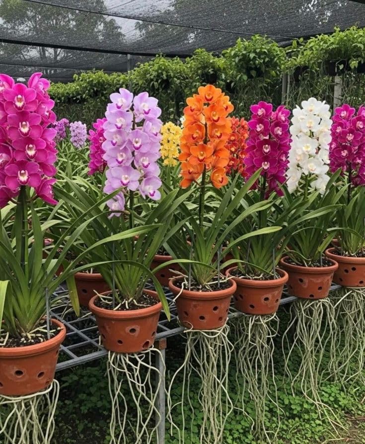 Orchid Live Plants (Pack of 6) Rare Variety Mixed Colour Flowering Orchids, Natural Air Purifying Indoor & Outdoor Plant, Home, Office Decorating (Without Pot) Beautiful Plants-image-24