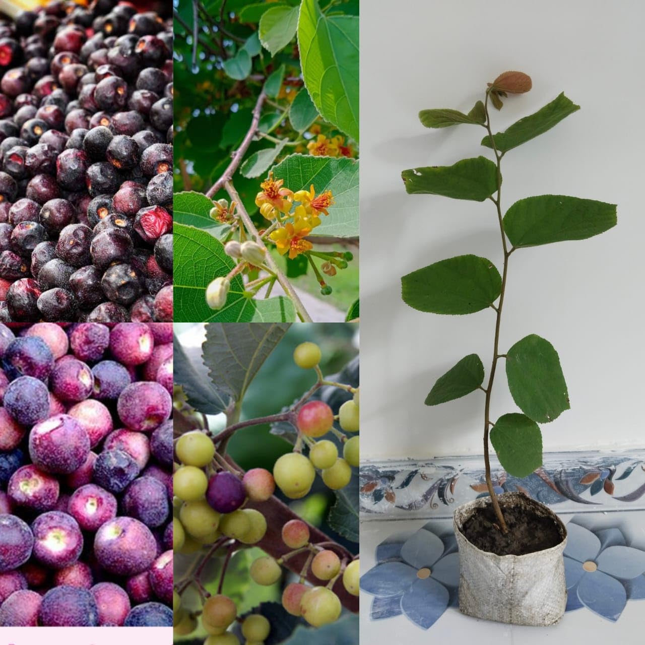 See full amazon price history chart for Natura GreenHouse 1 Live Phalsa Falsa/Grewia Asiatica Sherbet Berry Fruit Berry Fruit (Air Layering) Live Plants & Trees (1.5-2 Ft Size) in nursery-bag Natura GreenHouse 1 Live Phalsa Falsa/Grewia Asiatica Sherbet Berry Fruit Berry Fruit (Air Layering) Live Plants & Trees (1.5-2 Ft Size) in nursery-bag (B0C96XHXJ7) Amazon Price History, Amazon Price Tracker