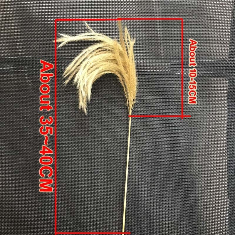 Pampas Grass Large 10-15CM/40PCS Ramo Seco Decorativo miniatura 7