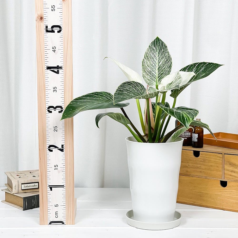 Amazon｜PLANCHU 観葉植物 フィロデンドロン バーキン 6号鉢 受け皿