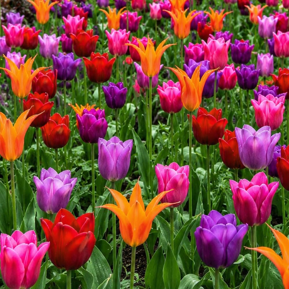 20 x Tulipa Evening Glow Mixed – Blooms in Orange, Purple & Red Hues – Spring Flowering Bulbs – Suitable for Indoors & Outdoors – Perennials – for Your Beautiful Garden
