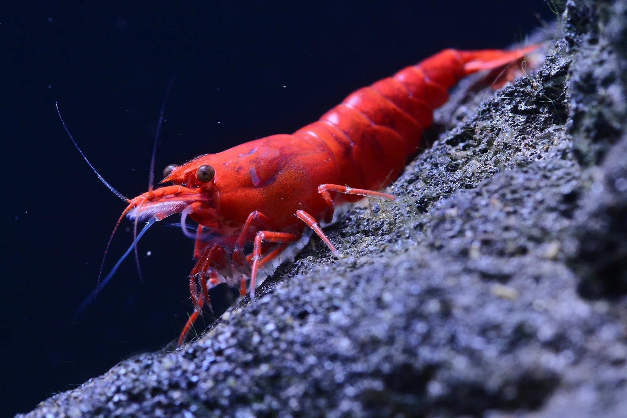 ShrimpRack 20 Fire Red